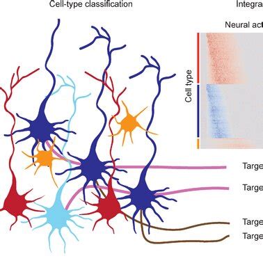 Spatial Transcriptome 的图像结果