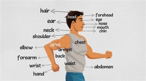 essay的正文（Main body）怎么写 - 知乎