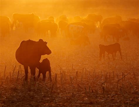 Wieder an der Oberfläche: Tapferes Mädchen rettet Kalb | agrarheute.com