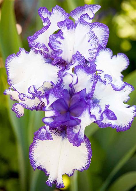 The Best Fragrant Flowers for Your Garden | Better Homes & Gardens