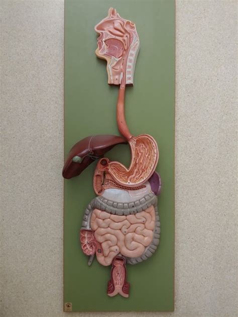 Image result for GI Drawing