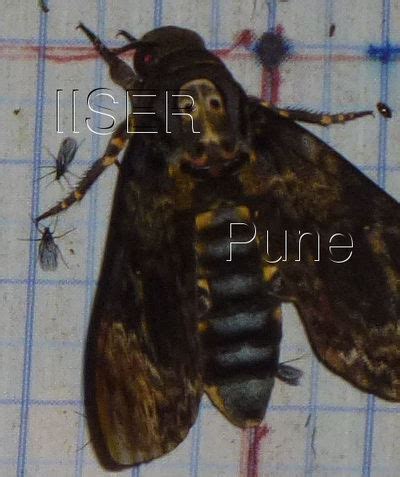 Ramana Athreya @ IISER-Pune : Sphingid Species Notes