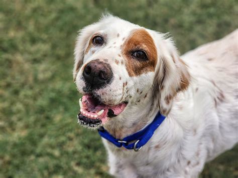 Chickpea - Southwest English Setter Rescue