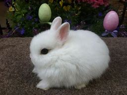 Image result for Teacup Dwarf Bunnies