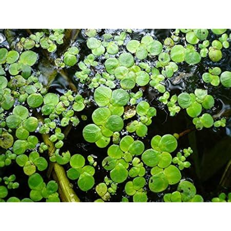Greenwise Giant Duckweed, (Spirodela polyrhiza) 20 + Live Floating ...