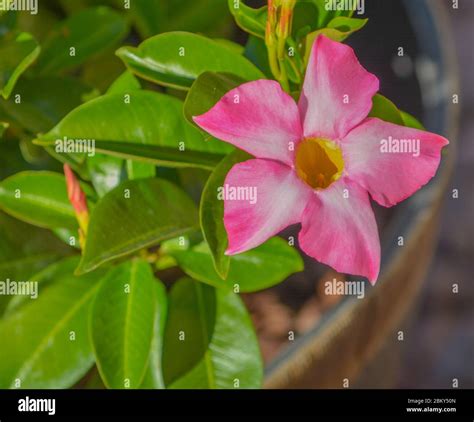 Dipladenia, Mandevilla Sanderi, is a annual shrub. With showy pink, red ...