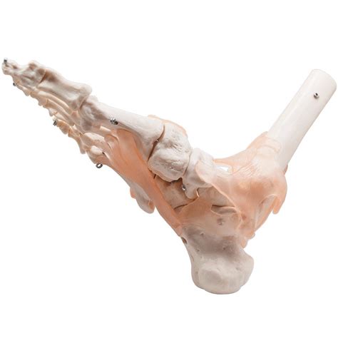 Foot Joint Model Human Foot Ankle Joint Model with Ligament Medical ...