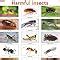 Buy Harmful Insects Chart Book Online at Amazon | Harmful Insects Chart ...