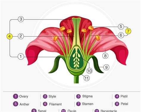 Contrast the male and female parts of a flower in terms of structure ...