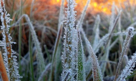Chinnar Wild Life - Home