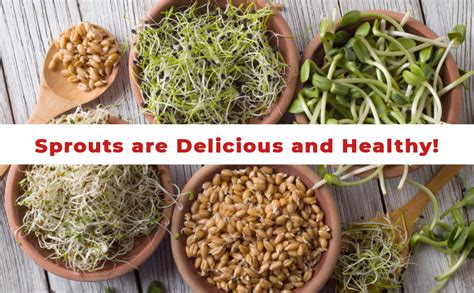 Buy PANCA Sprout Maker with 4 Compartments for Multi Purpose Use ...