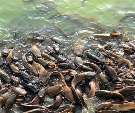 Image result for Catfish Farming Tips