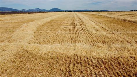 Harvested Wheat Agriculture Field Aerial View 16366139 Stock Video at ...