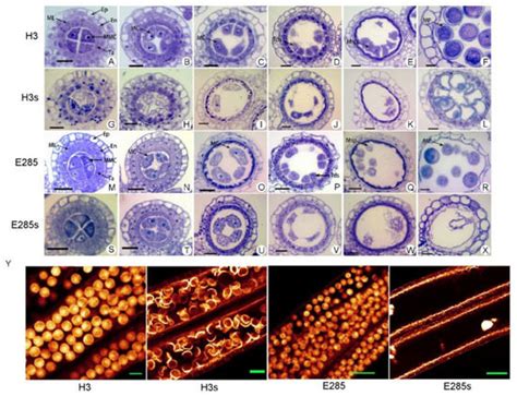 Thermo-Sensitive Genic Male Sterile Lines of Neo-Tetraploid Rice ...