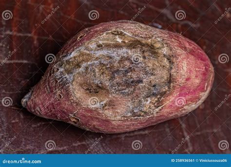 Sweet Potato Fungal Damage Royalty-Free Stock Photo | CartoonDealer.com #258936561