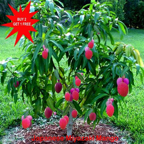 Buy Miyazaki Mango / Japanese Miyazaki Mango/ Taiyo No Tamago / Egg of ...