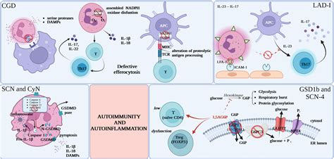 Frontiers | The paradox of autoimmunity and autoinflammation in ...