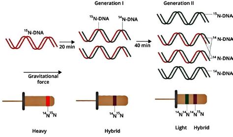 Quick Revision: Class 12 Biology at a Glance - Biology Class 12 - NEET ...