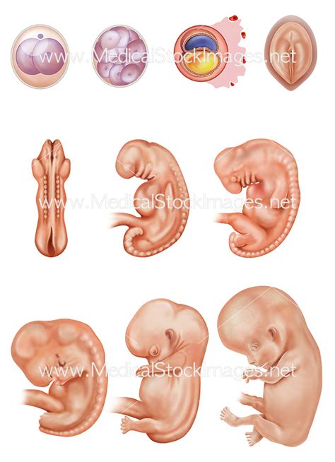 Image result for Embryonic Development Process