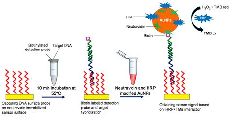 Nanoparticle Enhanced Antibody and DNA Biosensors for Sensitive ...