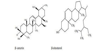Kristu Jayanti College, Bengaluru