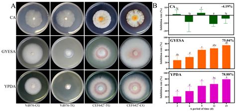 Antifungal Volatile Organic Compounds from Talaromyces purpureogenus ...