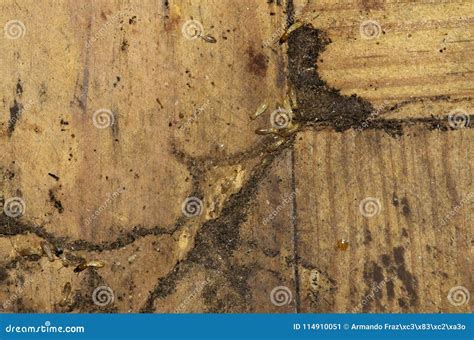Termites Looking for Hiding in Hardwood Floor Stock Image - Image of ...