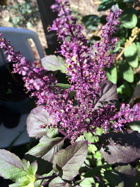 Tulsi (Holy Basil) seeds | Organic Hawaii