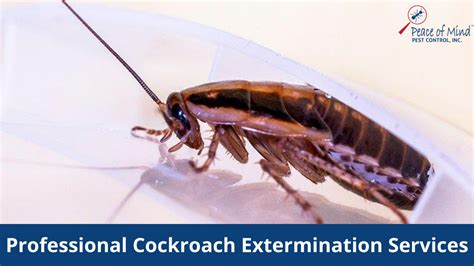 Cockroach Extermination Method 的图像结果