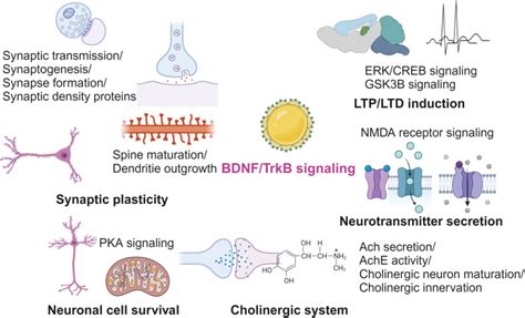 Image result for Bdmf Modulation