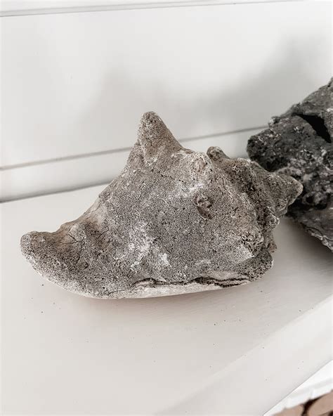 Image result for How to Remove Fossilized White From Conch Shells