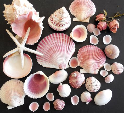 Sea Shell Collections 的图像结果
