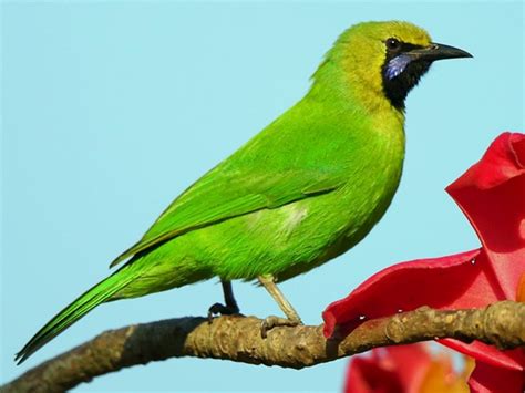 Jerdon's Leafbird (Jerdon's Chloropsis) - eBird