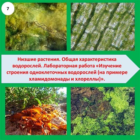 Лабораторная работа «Изучение строения одноклеточных водорослей (на ...