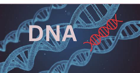 DNA क्या होता है और इसके कार्य क्या हैं? : DNA की खोज, टेस्ट : DNA Full ...
