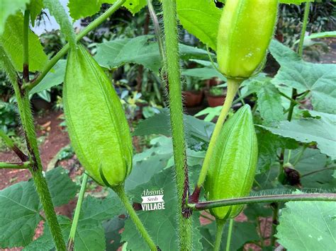 Seeds village Rare Musk Mallow Musk Okra Kasturi Venda Latha kasturi ...