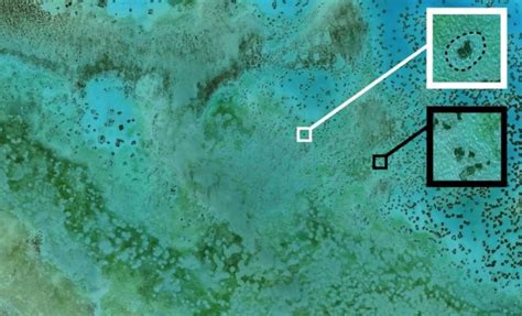 Satellite Images Reveal Creepy ‘Halos’ Around Reefs—Here’s What They ...