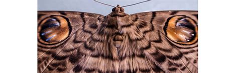 Nikon AF-S DX Nikkor 35mm f/1.8G Lens : Amazon.in: Electronics