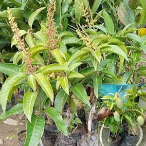 Combo of 2 All Time/Baramasi Fruiting Grafted Katimon Thai Mango Plant ...