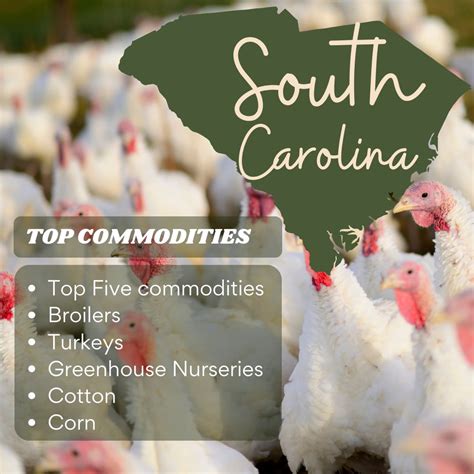 South Carolina Agriculture 的图像结果