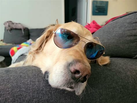 Costco Pet Insurance Reviews