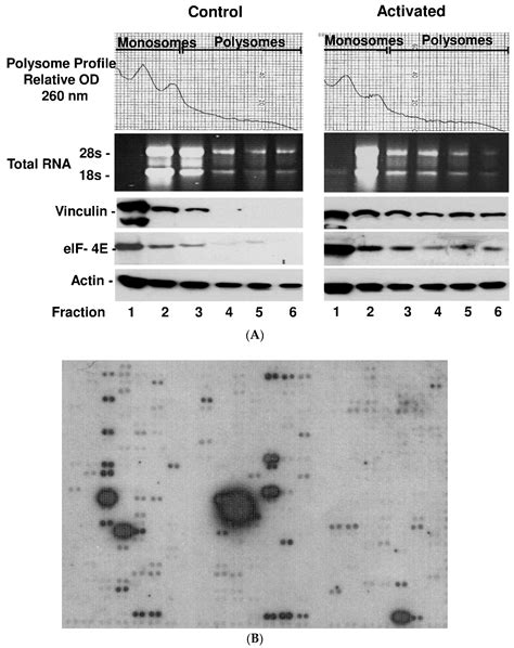 Extracellular Matrix-Specific Platelet Activation Leads to a ...