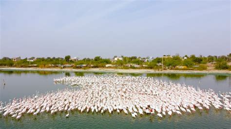 'राजहंस' का आशियाना बना डीडवाना, 7 समुंदर पार कर आए प्रवासी पक्षी अब घर ...