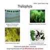 Collect photograph of 5 plants each of the thallophyta, Bryophata and ...