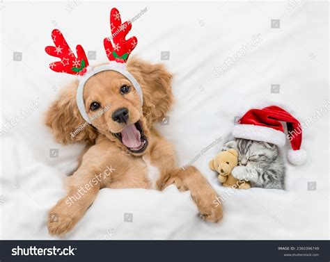 Categoría «Gatito navideño» de fotos e ilustraciones de stock, 78,063 ...