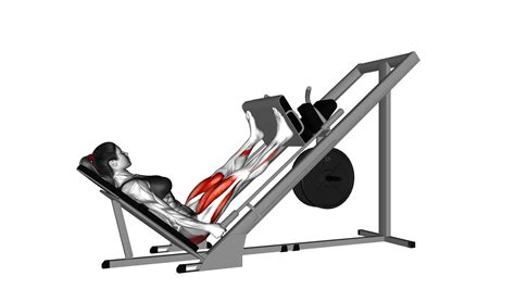 45 Degree Wide Stance Leg Press For Women - Video Guide & Tips