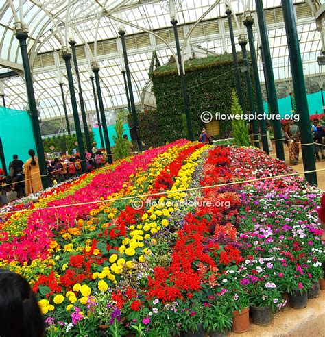 Lalbagh flower show january 2016 republic day photos gallery 2