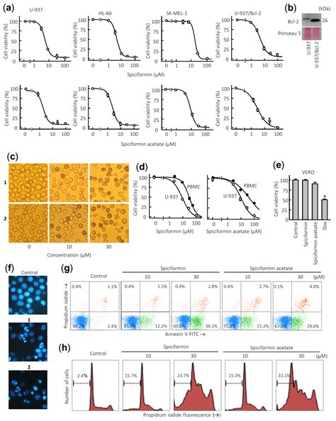 Cytotoxicity of the Sesquiterpene Lactone Spiciformin and Its Acetyl ...