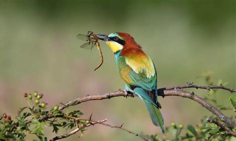 European Bee-Eater Animal Pictures | A-Z Animals