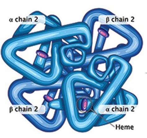 Image result for Normal Hemoglobin Structure